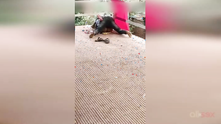 Hot amateur XXX vid of Paki hubby having sex with wife on the roof | XXX Video on AllSex.XXX