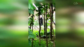 Indian doesn't permit stalker to film her so man has to hide for video | XXX Video on AllSex.XXX