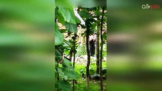 Indian doesn't permit stalker to film her so man has to hide for video | XXX Video on AllSex.XXX