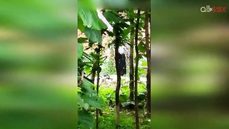 Indian doesn't permit stalker to film her so man has to hide for video | XXX Video on AllSex.XXX