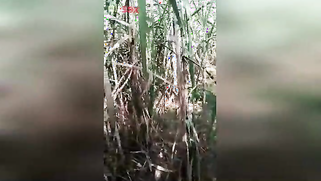 XXX-shaped body of slutty Indian caught being drilled in the field | XXX Video on AllSex.XXX