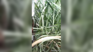 Reeds are a quiet place where Desi porn partners can practice sex | XXX Video on AllSex.XXX