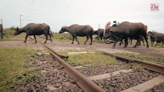 'Dhaniya' is a movie where the beautiful Desi looks for porn adventures | XXX Video on AllSex.XXX