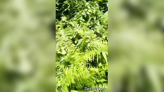 Voyeur catches mature Desi couple XXX ready to fuck in the woods | XXX Video on AllSex.XXX