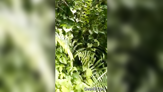 Voyeur catches mature Desi couple XXX ready to fuck in the woods | XXX Video on AllSex.XXX