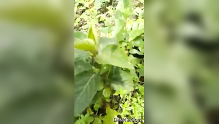 Voyeur catches mature Desi couple XXX ready to fuck in the woods | XXX Video on AllSex.XXX