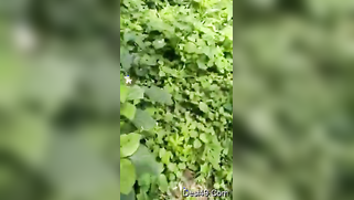 Voyeur catches mature Desi couple XXX ready to fuck in the woods | XXX Video on AllSex.XXX