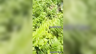 Voyeur catches mature Desi couple XXX ready to fuck in the woods | XXX Video on AllSex.XXX