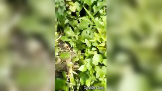 Voyeur catches mature Desi couple XXX ready to fuck in the woods | XXX Video on AllSex.XXX