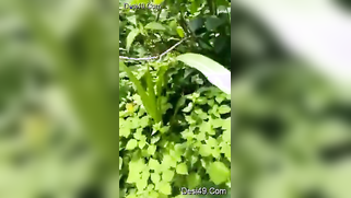 Voyeur catches mature Desi couple XXX ready to fuck in the woods | XXX Video on AllSex.XXX