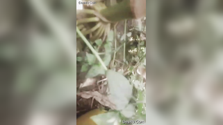 Indian thinks guy will be glad to film XXX video of her in the nude | XXX Video on AllSex.XXX