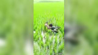 Worker sees Indian lovers who are going to have sex on the field | XXX Video on AllSex.XXX