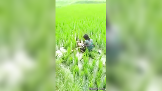 Worker sees Indian lovers who are going to have sex on the field | XXX Video on AllSex.XXX