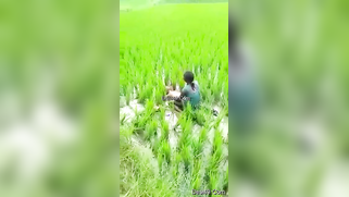Worker sees Indian lovers who are going to have sex on the field | XXX Video on AllSex.XXX