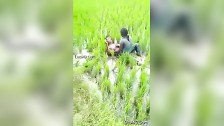 Worker sees Indian lovers who are going to have sex on the field | XXX Video on AllSex.XXX