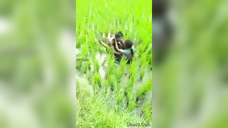 Worker sees Indian lovers who are going to have sex on the field | XXX Video on AllSex.XXX