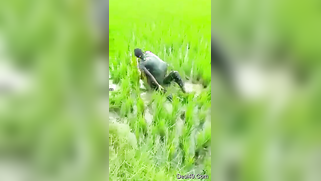 Worker sees Indian lovers who are going to have sex on the field | XXX Video on AllSex.XXX