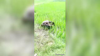 Worker sees Indian lovers who are going to have sex on the field | XXX Video on AllSex.XXX