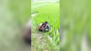 Worker sees Indian lovers who are going to have sex on the field | XXX Video on AllSex.XXX