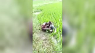 Worker sees Indian lovers who are going to have sex on the field | XXX Video on AllSex.XXX