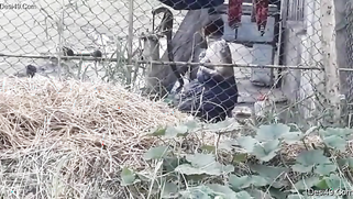 Village guy replenishes XXX collection with a Desi bathing outdoors