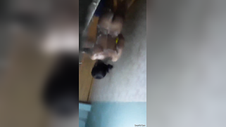 Risky lad sneaks into the bathroom to film the Desi washing her body | XXX Video on AllSex.XXX