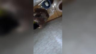 Risky lad sneaks into the bathroom to film the Desi washing her body | XXX Video on AllSex.XXX