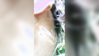 Field is a place where nobody will prevent the Indians from having sex | XXX Video on AllSex.XXX