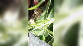 Field is a place where nobody will prevent the Indians from having sex | XXX Video on AllSex.XXX