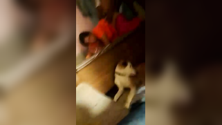 Mature Desi bhabhi gets cunt nailed by hubby's XXX dick in doggy | XXX Video on AllSex.XXX