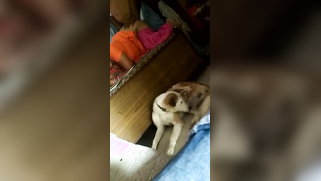 Mature Desi bhabhi gets cunt nailed by hubby's XXX dick in doggy | XXX Video on AllSex.XXX