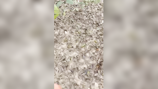 Voyeur records skinny Desi whore riding man's XXX dong on the ground | XXX Video on AllSex.XXX