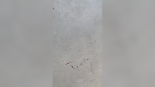 Neighbor fucks shy Indian auntie and makes amateur XXX porn clip | XXX Video on AllSex.XXX