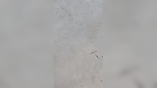 Neighbor fucks shy Indian auntie and makes amateur XXX porn clip | XXX Video on AllSex.XXX