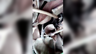 Knowing how to turn camera on Indian man films wife in the fresh air | XXX Video on AllSex.XXX