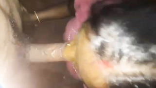 Indian wife likes being filmed even if it takes her to give a blowjob | XXX Video on AllSex.XXX