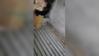 So much adrenaline when young man films stepsister having Indian sex | XXX Video on AllSex.XXX