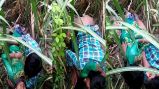 Voyeur spies on young Desi couple who fools around on a grass field | XXX Video on AllSex.XXX