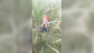 Desi voyeur captures on camera outdoor indian sex of young couple | XXX Video on AllSex.XXX