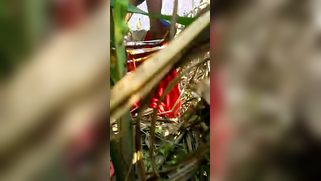 Outdoor indian sex video of Desi teen flashing her natural boobs | XXX Video on AllSex.XXX