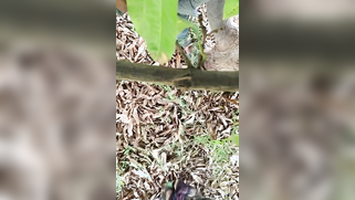 Hidden camera films outdoor Indian sex of the two married lovers | XXX Video on AllSex.XXX