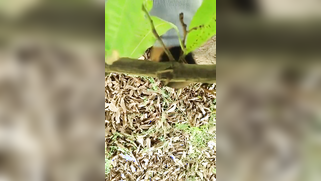 Hidden camera films outdoor Indian sex of the two married lovers | XXX Video on AllSex.XXX