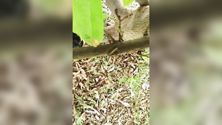 Hidden camera films outdoor Indian sex of the two married lovers