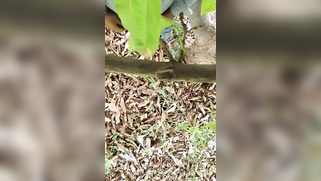 Hidden camera films outdoor Indian sex of the two married lovers | XXX Video on AllSex.XXX