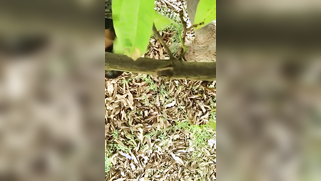 Hidden camera films outdoor Indian sex of the two married lovers | XXX Video on AllSex.XXX