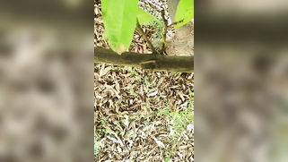 Hidden camera films outdoor Indian sex of the two married lovers | XXX Video on AllSex.XXX