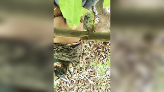 Hidden camera films outdoor Indian sex of the two married lovers | XXX Video on AllSex.XXX