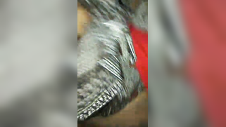 Shy Indian cutie showing her hairy XXX peach in amateur sex video | XXX Video on AllSex.XXX