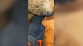 Desi's nipples are so yummy that XXX partner can't stop licking them | XXX Video on AllSex.XXX