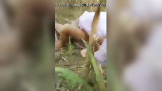 Beautiful Desi couple thinks it's a good idea to have XXX fun outdoors | XXX Video on AllSex.XXX